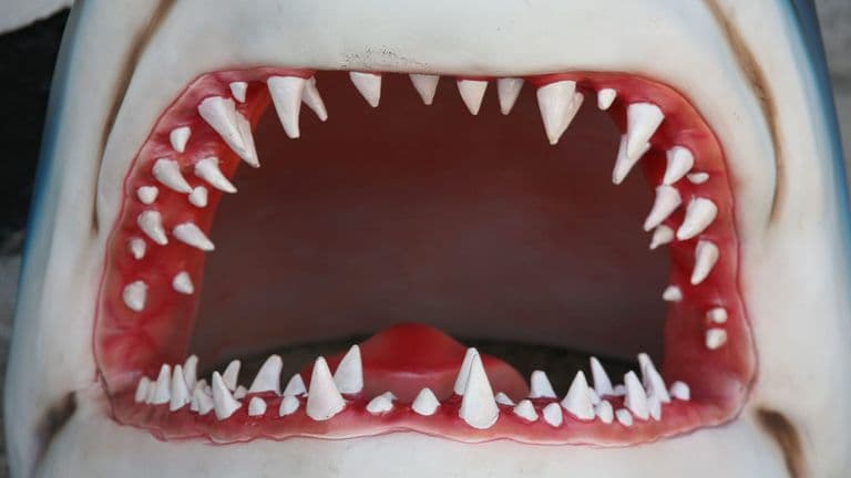 Celebrating Jaws at Its 50-Year Mark: The Enduring Legacy of a Cinema Classic