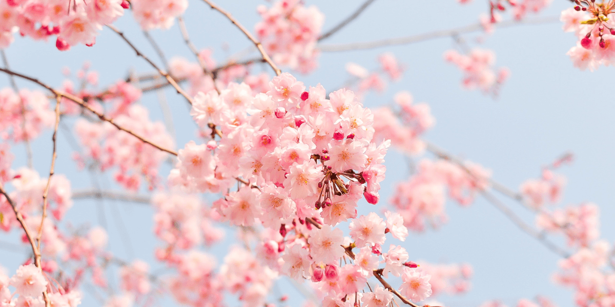 Spring Takes Center Stage: The 2026 National Cherry Blossom Festival Blooms in Washington, D.C.