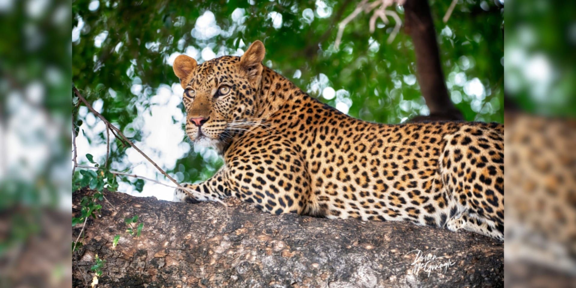 Doreen McGunagle: Where Fine Art Nature Photography Meets a Passion for Conservation