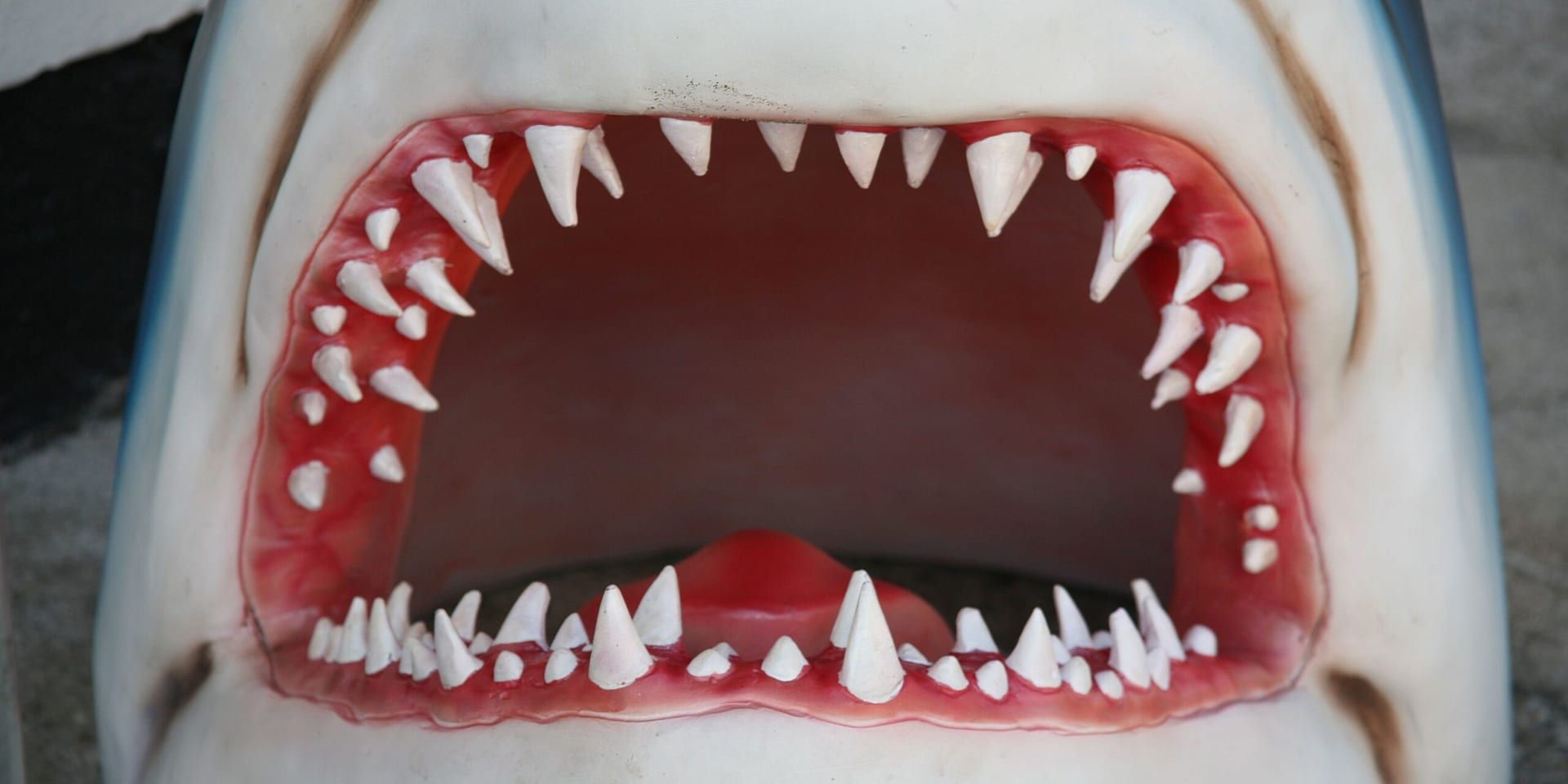 Celebrating Jaws at Its 50-Year Mark: The Enduring Legacy of a Cinema Classic