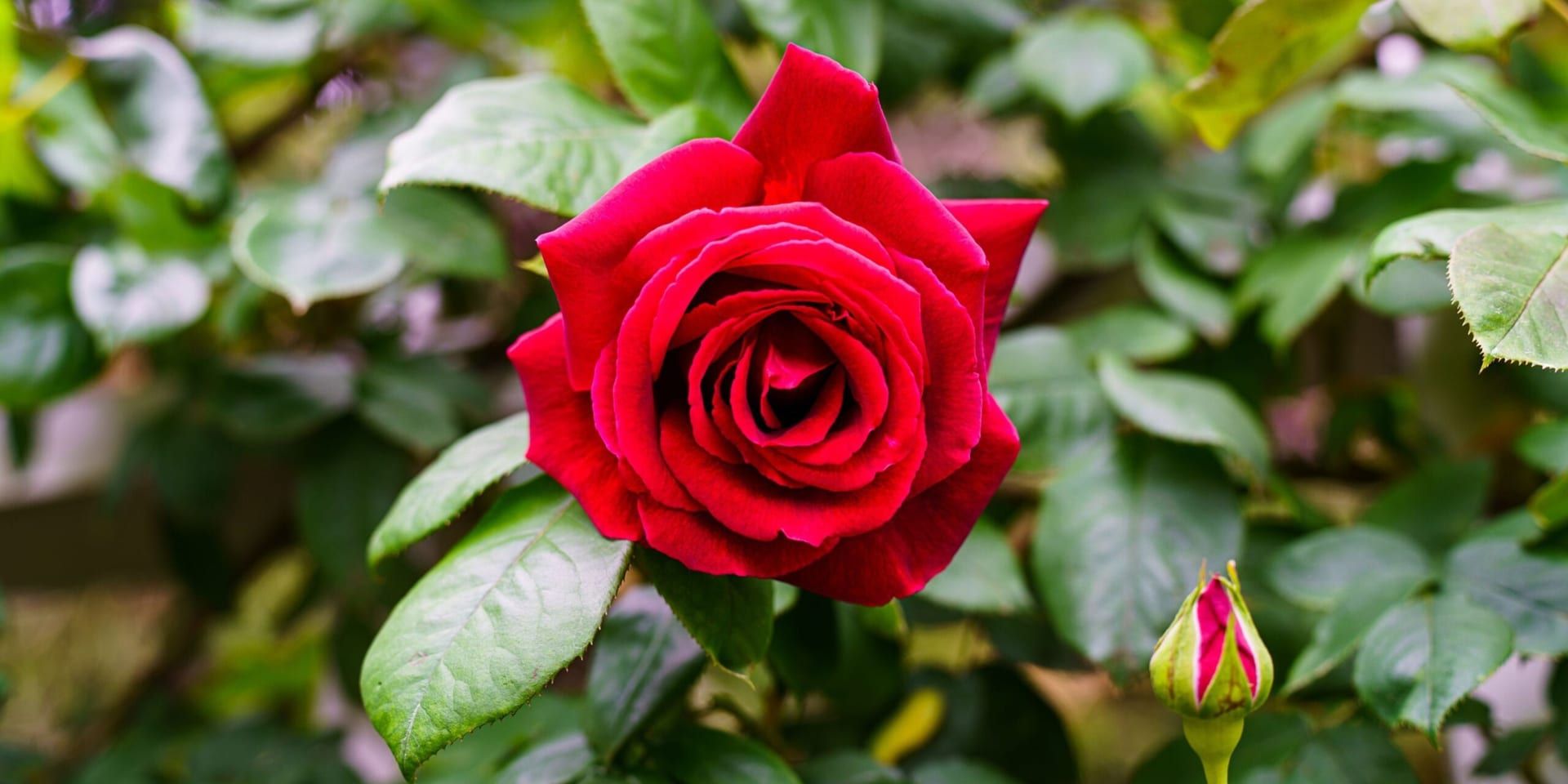 National Red Rose Day 2025: A Blooming Celebration of Love Across the U.S.